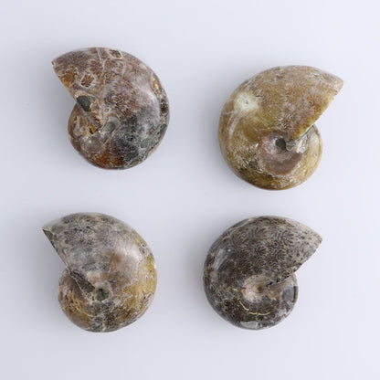 Ammonite Shells Set of 4