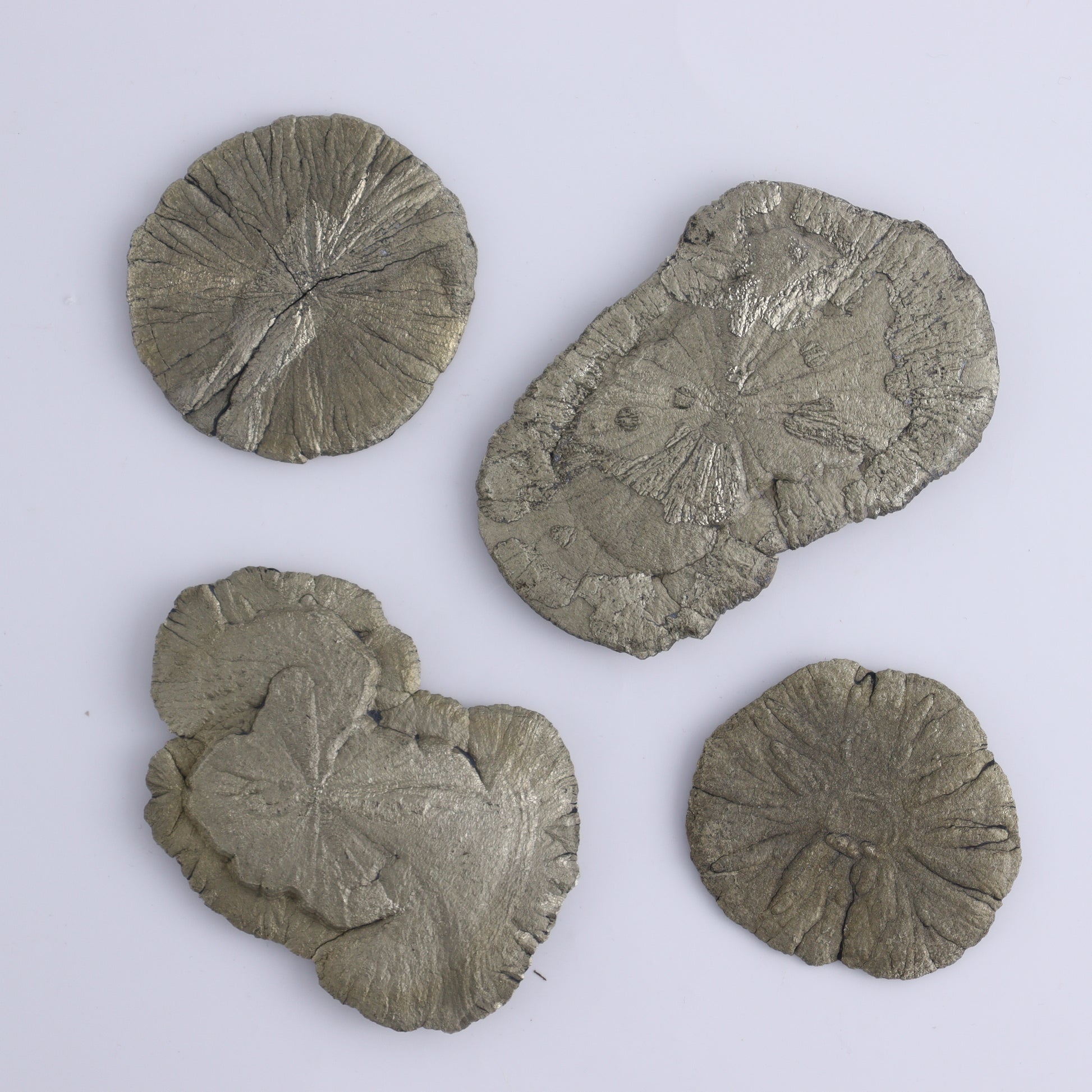 Pyrite Suns Flat of 16 - Expert Wholesale and Supplier of Wholesale Crystals & Bulk Gemstones, ["Pyrite","Suns","United States"]