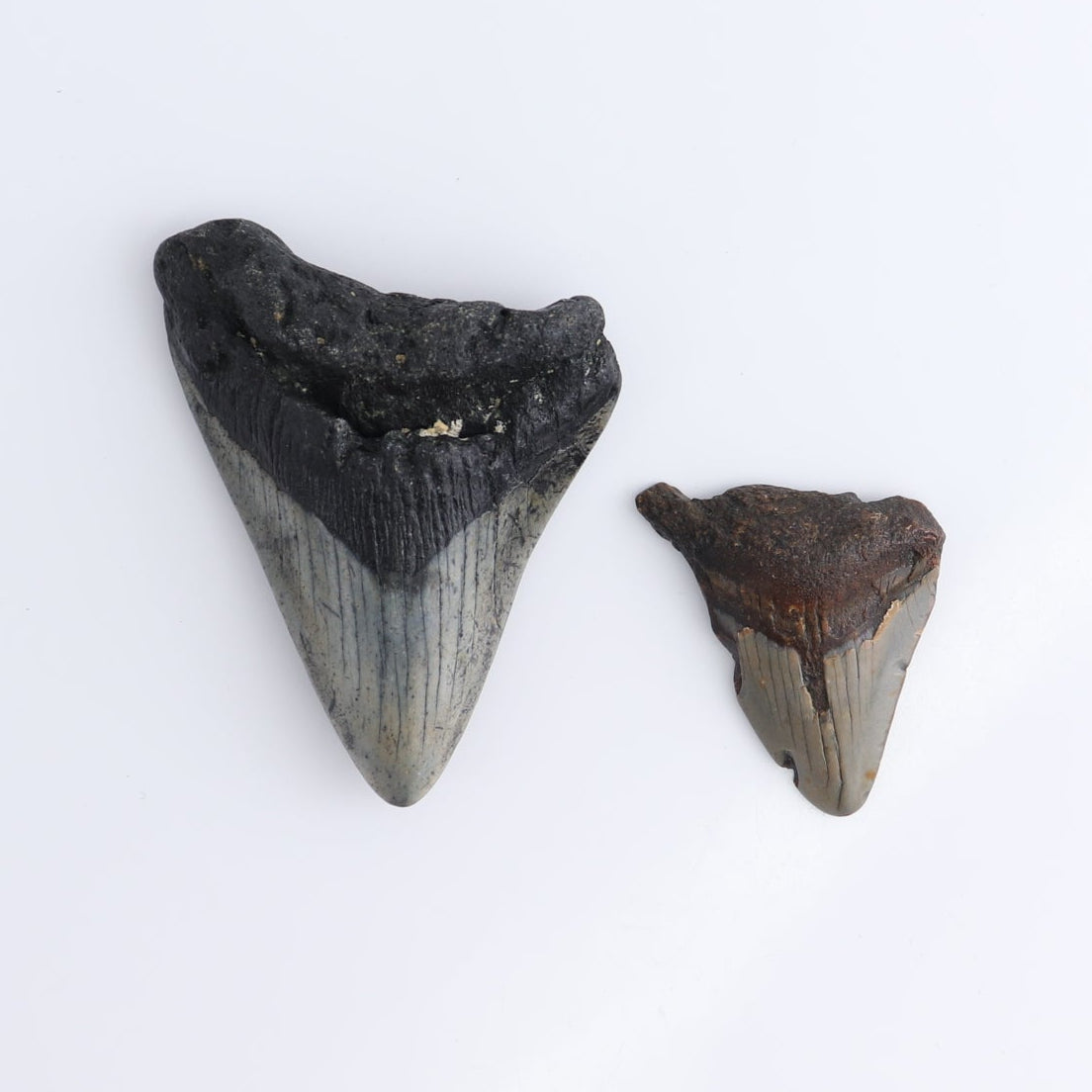 Megalodon Teeth Set of 6 - wholesale crystals