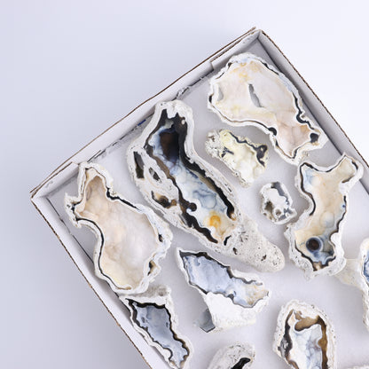 Agatized Coral Flat - Expert Wholesale and Supplier of Wholesale Crystals & Bulk Gemstones, ["Agate","Agatized Coral","Coral","United States"]