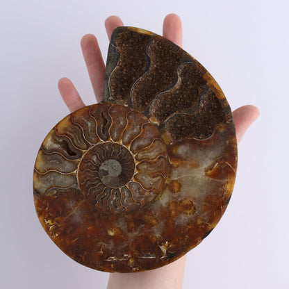 Ammonite Pair - Expert Wholesale and Supplier of Wholesale Crystals & Bulk Gemstones, ["Ammonite","Madagascar","shells"]
