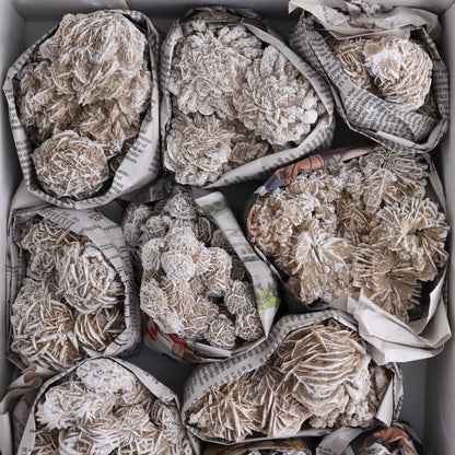 Desert Rose Set of 11 - Expert Wholesale and Supplier of Wholesale Crystals & Bulk Gemstones, ["Desert Rose","Freeforms","Morocco"]
