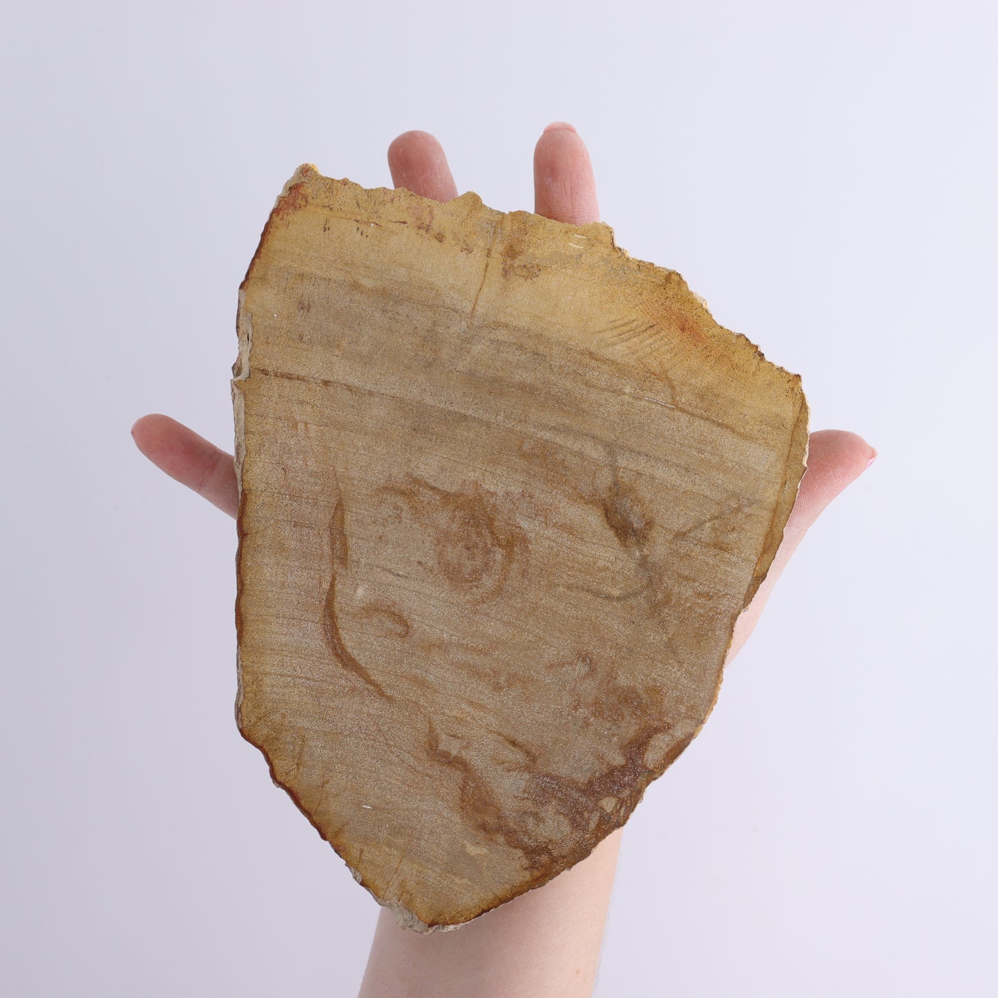 Petrified Wood Slices & Slabs Set of 3 - Expert Wholesale and Supplier of Wholesale Crystals & Bulk Gemstones, ["Freeforms","Indonesia","Petrified Wood","Slices and Slabs"]