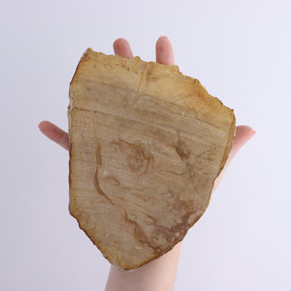 Petrified Wood Slices & Slabs Set of 3 - Expert Wholesale and Supplier of Wholesale Crystals & Bulk Gemstones, ["Freeforms","Indonesia","Petrified Wood","Slices and Slabs"]