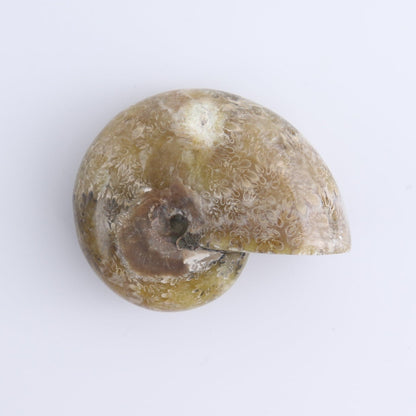 Ammonite Shells Set of 4