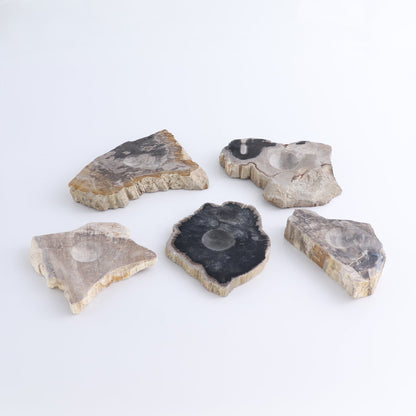 One Petrified Wood Sphere Holder