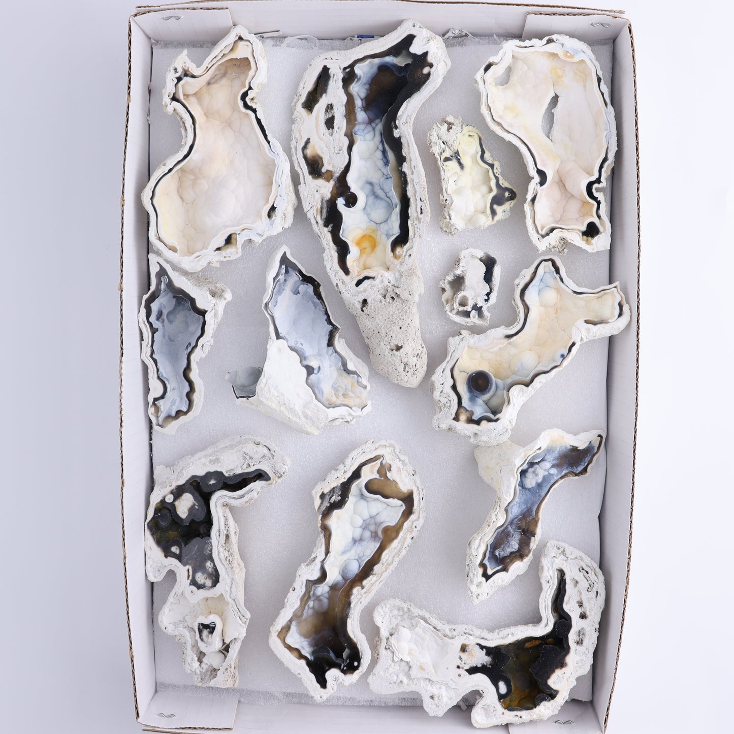 Agatized Coral Flat - Expert Wholesale and Supplier of Wholesale Crystals & Bulk Gemstones, ["Agate","Agatized Coral","Coral","United States"]