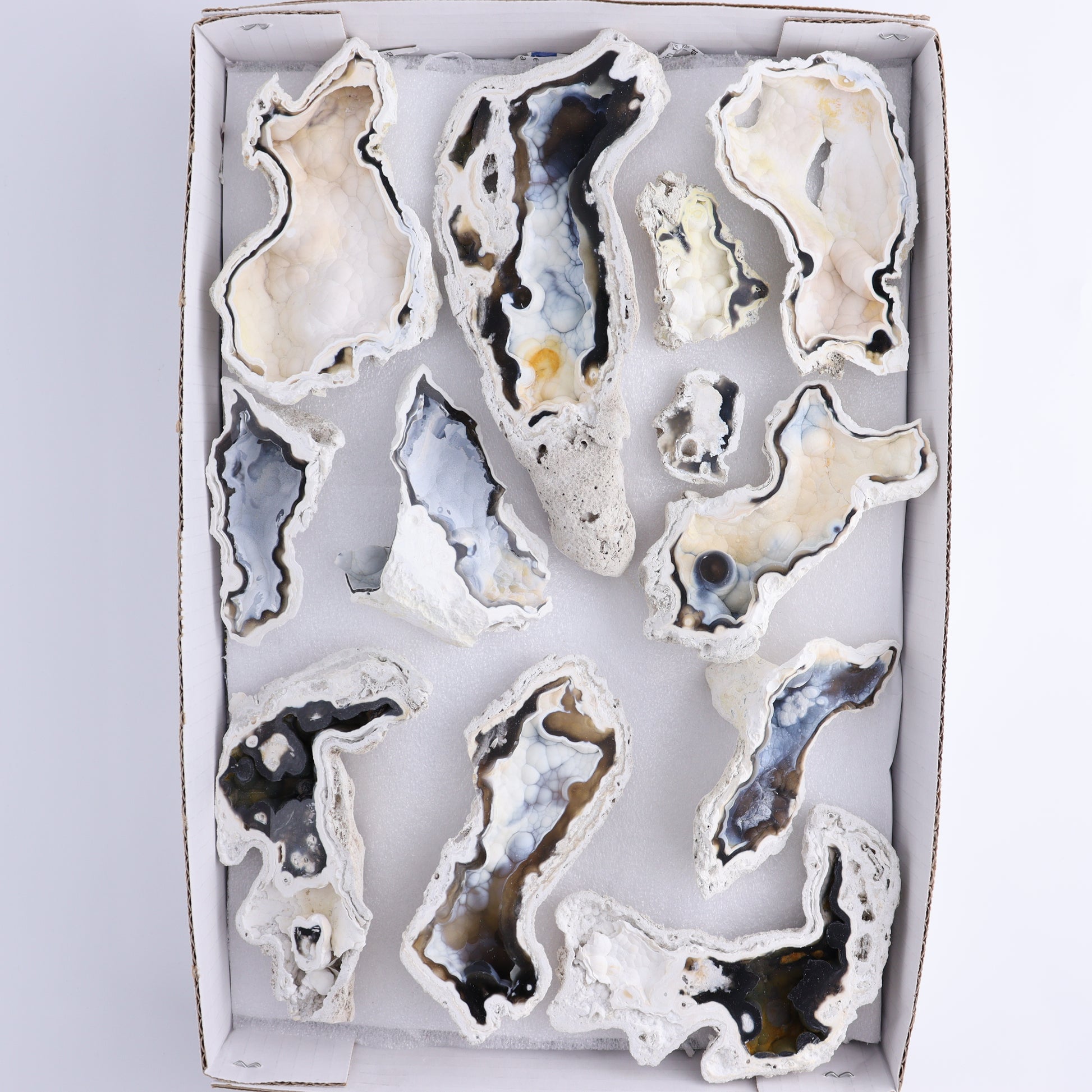 Agatized Coral Flat - Expert Wholesale and Supplier of Wholesale Crystals & Bulk Gemstones, ["Agate","Agatized Coral","Coral","United States"]