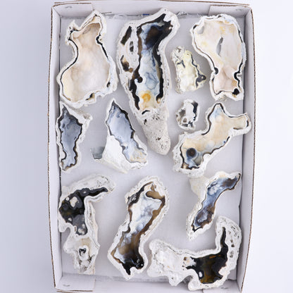 Agatized Coral Flat - Expert Wholesale and Supplier of Wholesale Crystals & Bulk Gemstones, ["Agate","Agatized Coral","Coral","United States"]