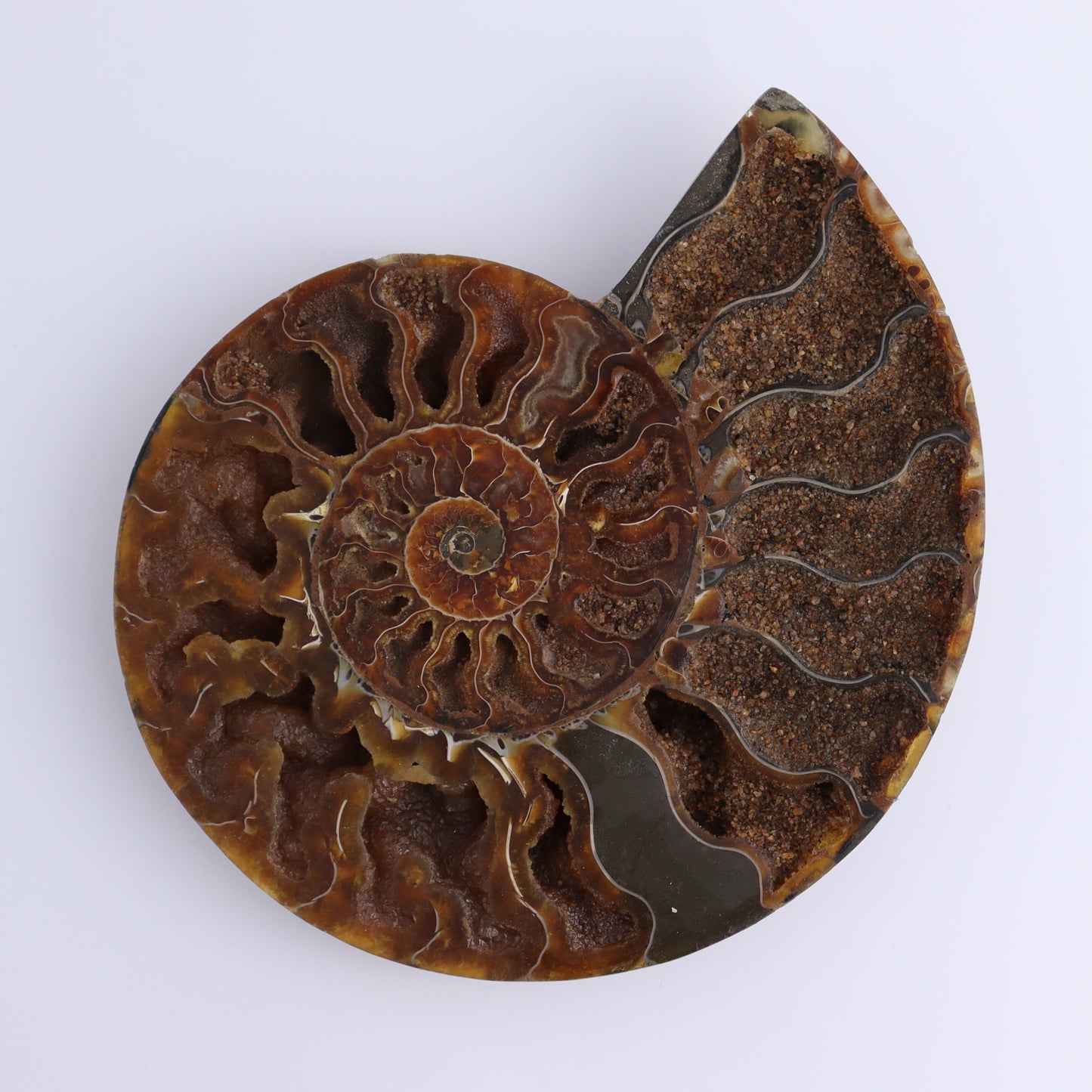 Ammonite Pair - Expert Wholesale and Supplier of Wholesale Crystals & Bulk Gemstones, ["Ammonite","close_30","Madagascar","shells"]