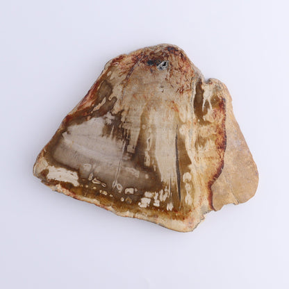 Petrified Wood Slices & Slabs Set of 4 - Expert Wholesale and Supplier of Wholesale Crystals & Bulk Gemstones, ["Freeforms","Indonesia","Petrified Wood","Slices and Slabs"]