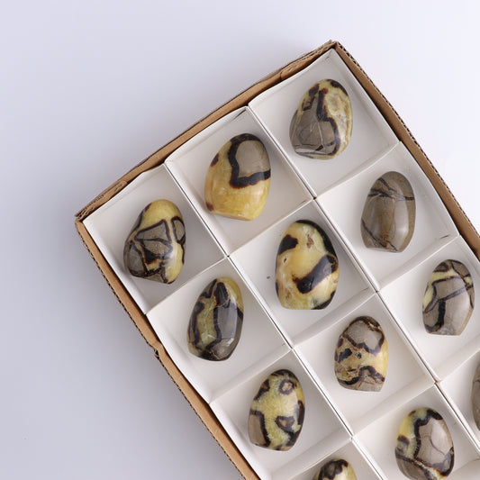 Septarian Freeforms Set of 12