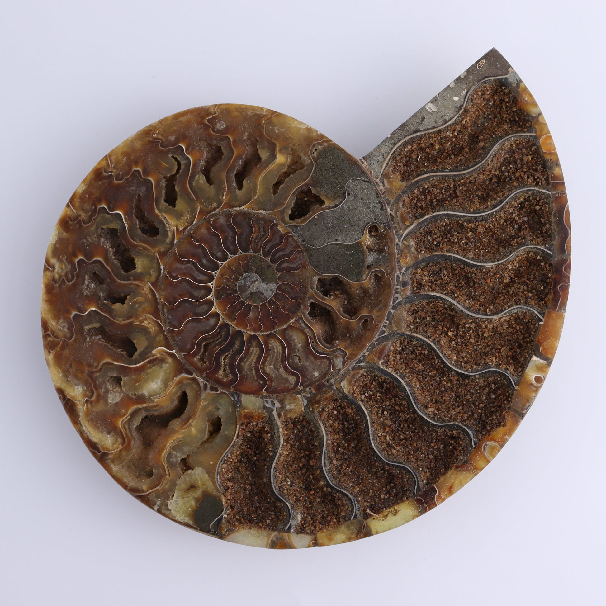 Ammonite Pair - Expert Wholesale and Supplier of Wholesale Crystals & Bulk Gemstones, ["Ammonite","Madagascar","shells"]