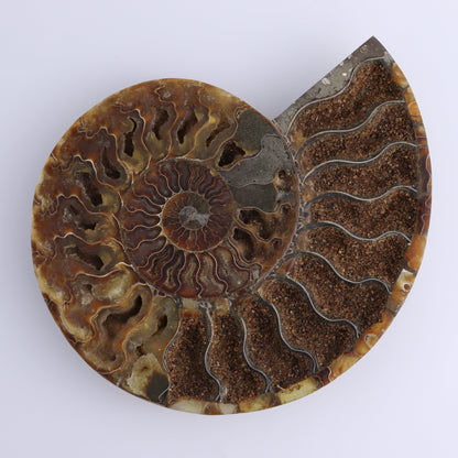 Ammonite Pair - Expert Wholesale and Supplier of Wholesale Crystals & Bulk Gemstones, ["Ammonite","Madagascar","shells"]