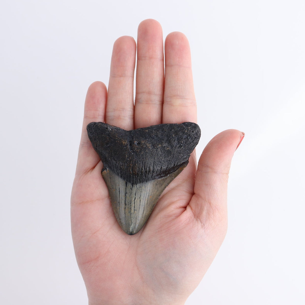 Megalodon Teeth Set of 5 - wholesale crystals