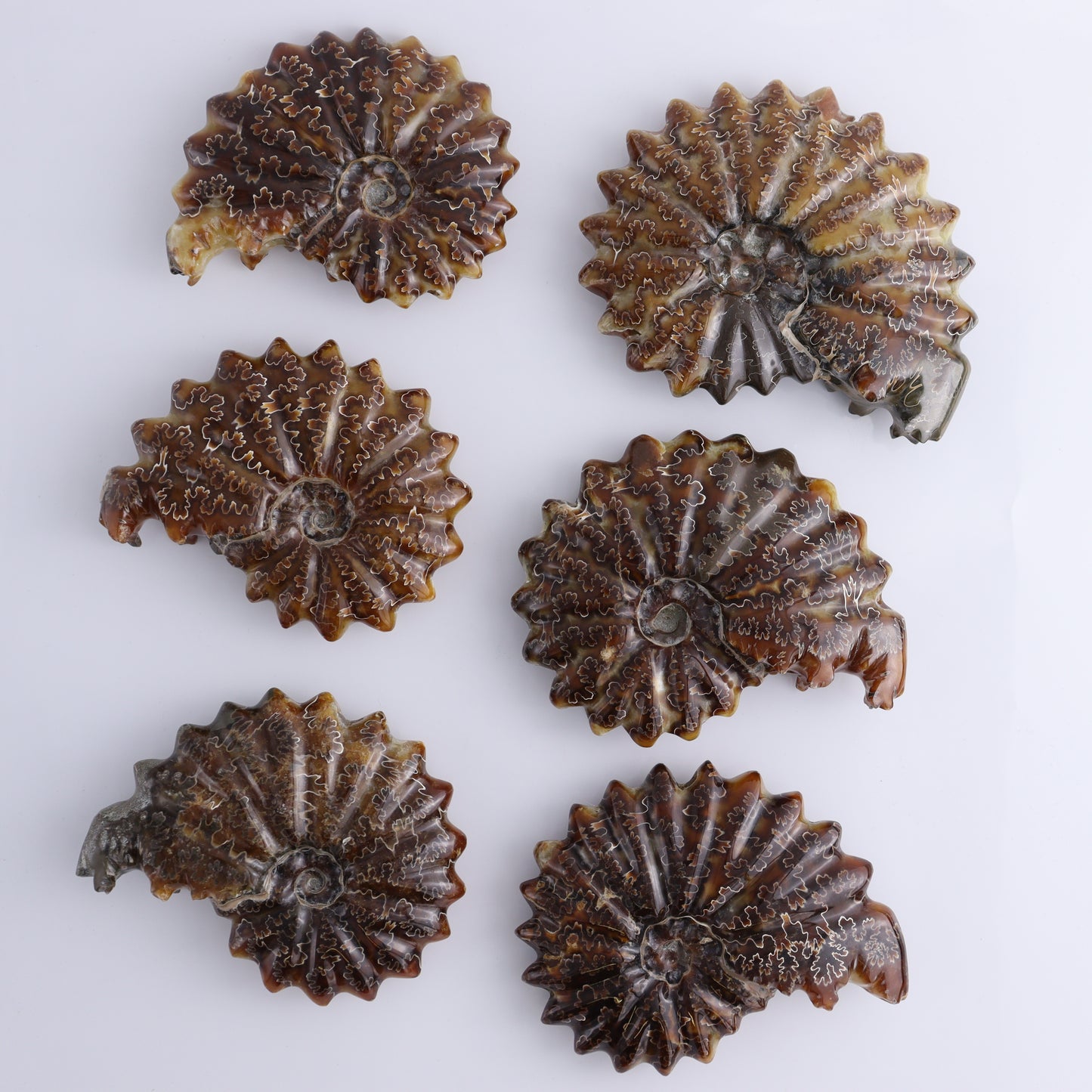 Ammonite Shells Set of 6 - Expert Wholesale and Supplier of Wholesale Crystals & Bulk Gemstones, ["Ammonite","Madagascar","shells"]