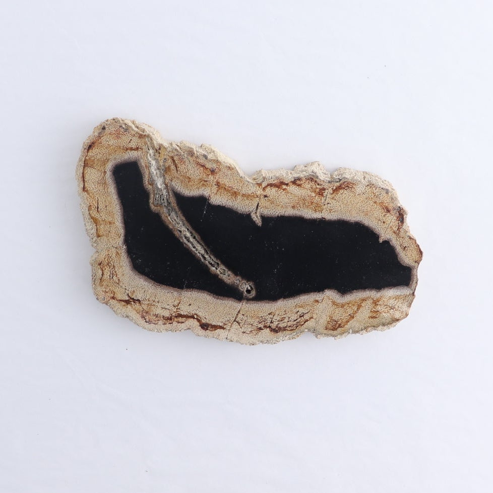 Petrified Wood Slices & Slabs Set of 4