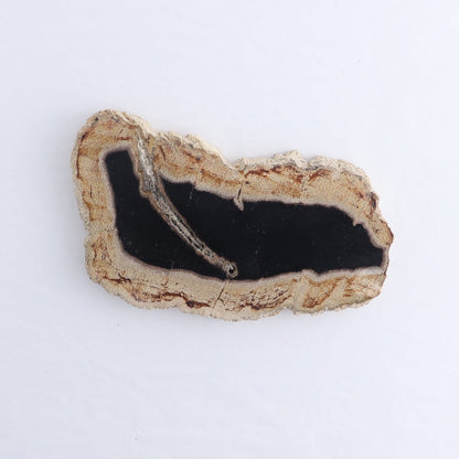 Petrified Wood Slices & Slabs Set of 4