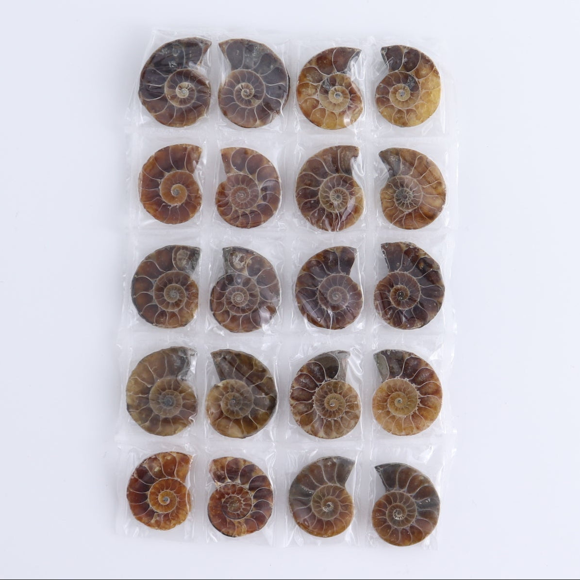 One 10 Pairs Mini Ammonite Set