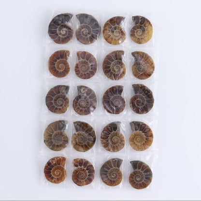 One 10 Pairs Mini Ammonite Set