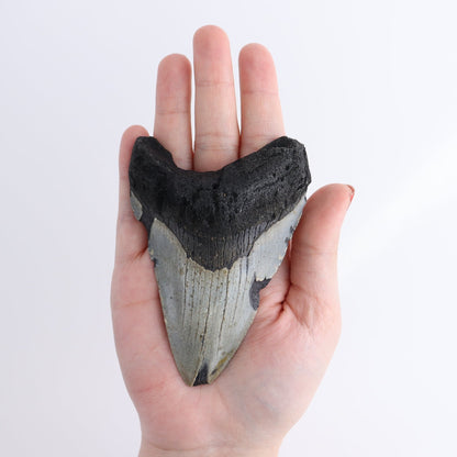 Megalodon Teeth Set of 5 - wholesale crystals