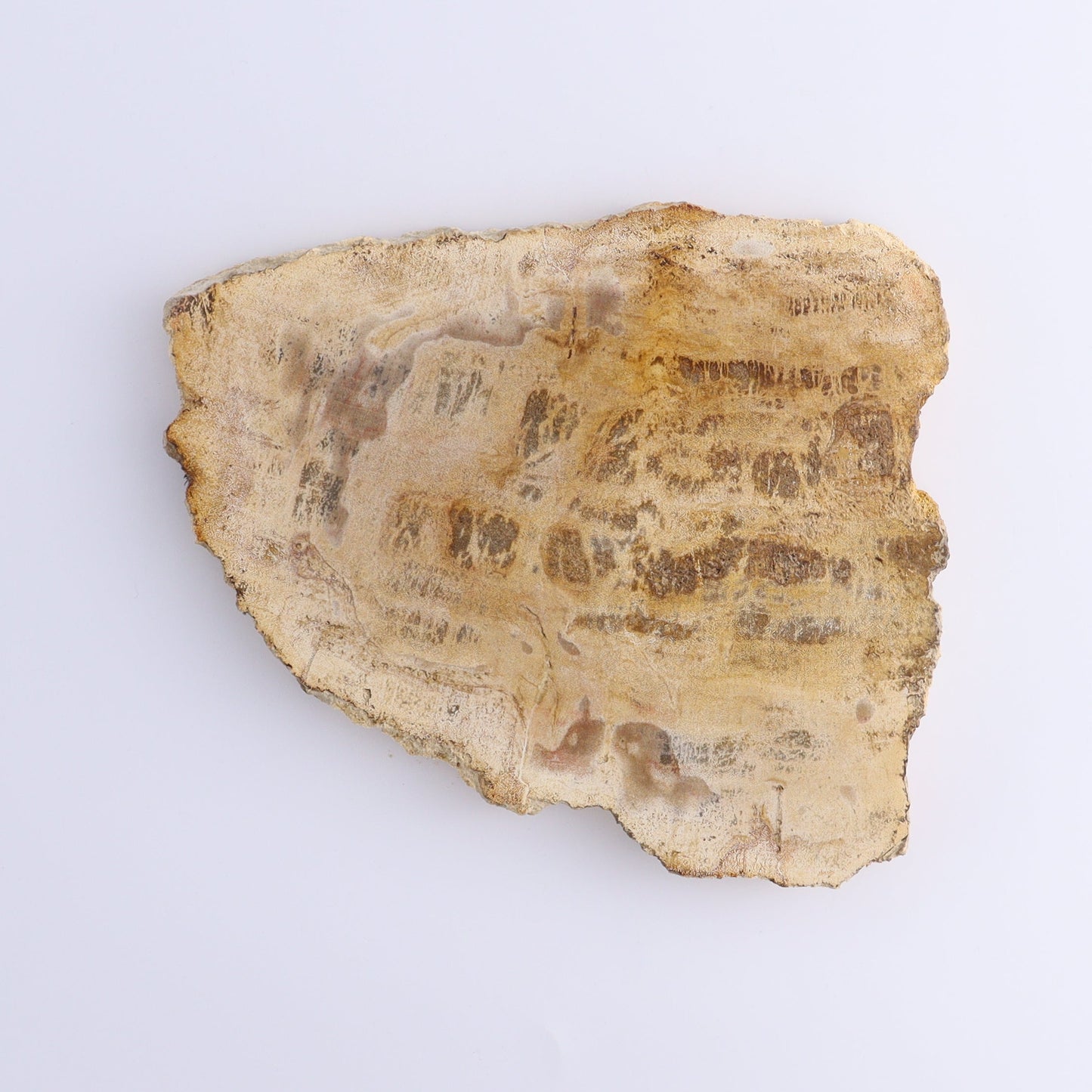 Petrified Wood Slices & Slabs Set of 4 - Expert Wholesale and Supplier of Wholesale Crystals & Bulk Gemstones, ["Freeforms","Indonesia","Petrified Wood","Slices and Slabs"]