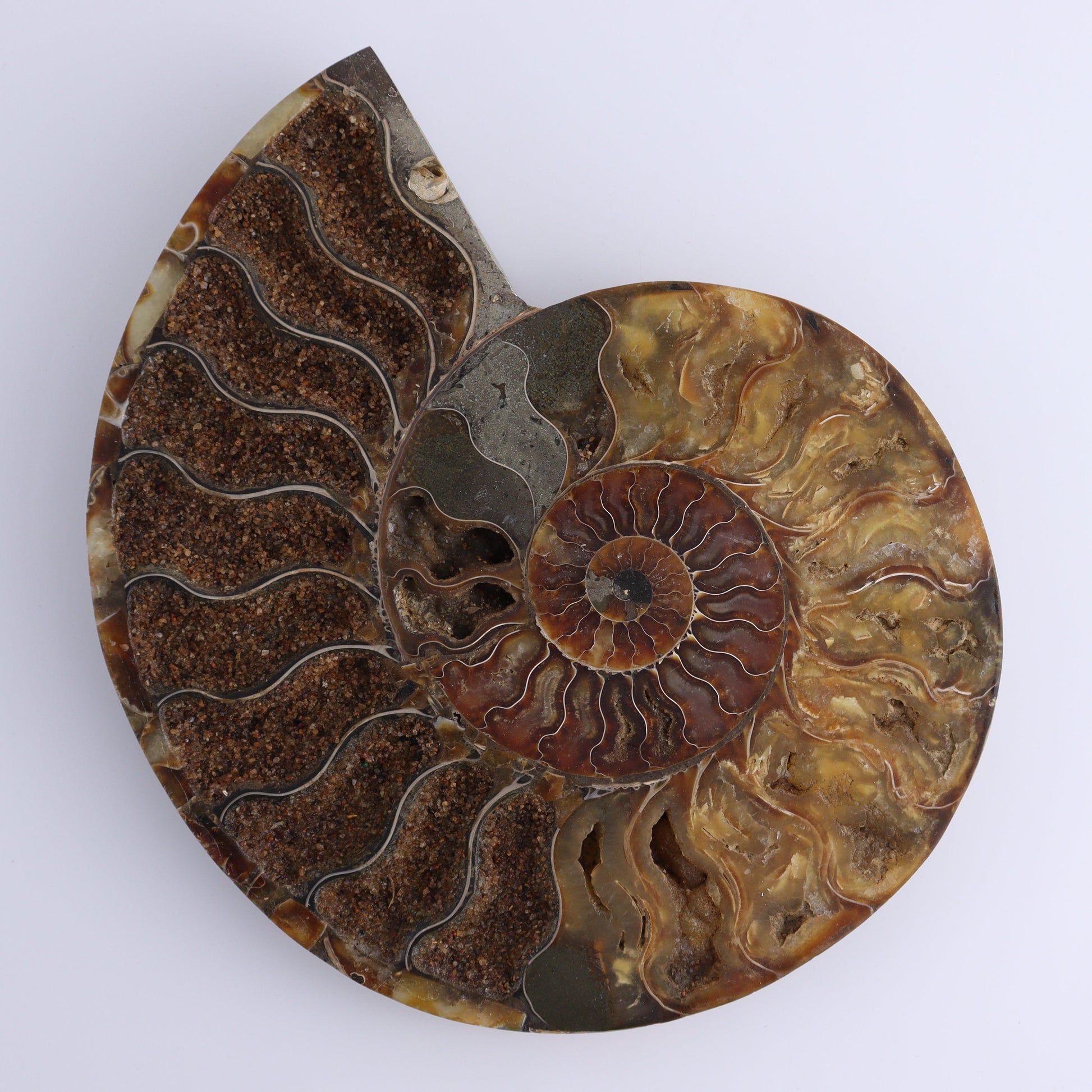Ammonite Pair - Expert Wholesale and Supplier of Wholesale Crystals & Bulk Gemstones, ["Ammonite","Madagascar","shells"]