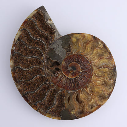 Ammonite Pair - Expert Wholesale and Supplier of Wholesale Crystals & Bulk Gemstones, ["Ammonite","Madagascar","shells"]