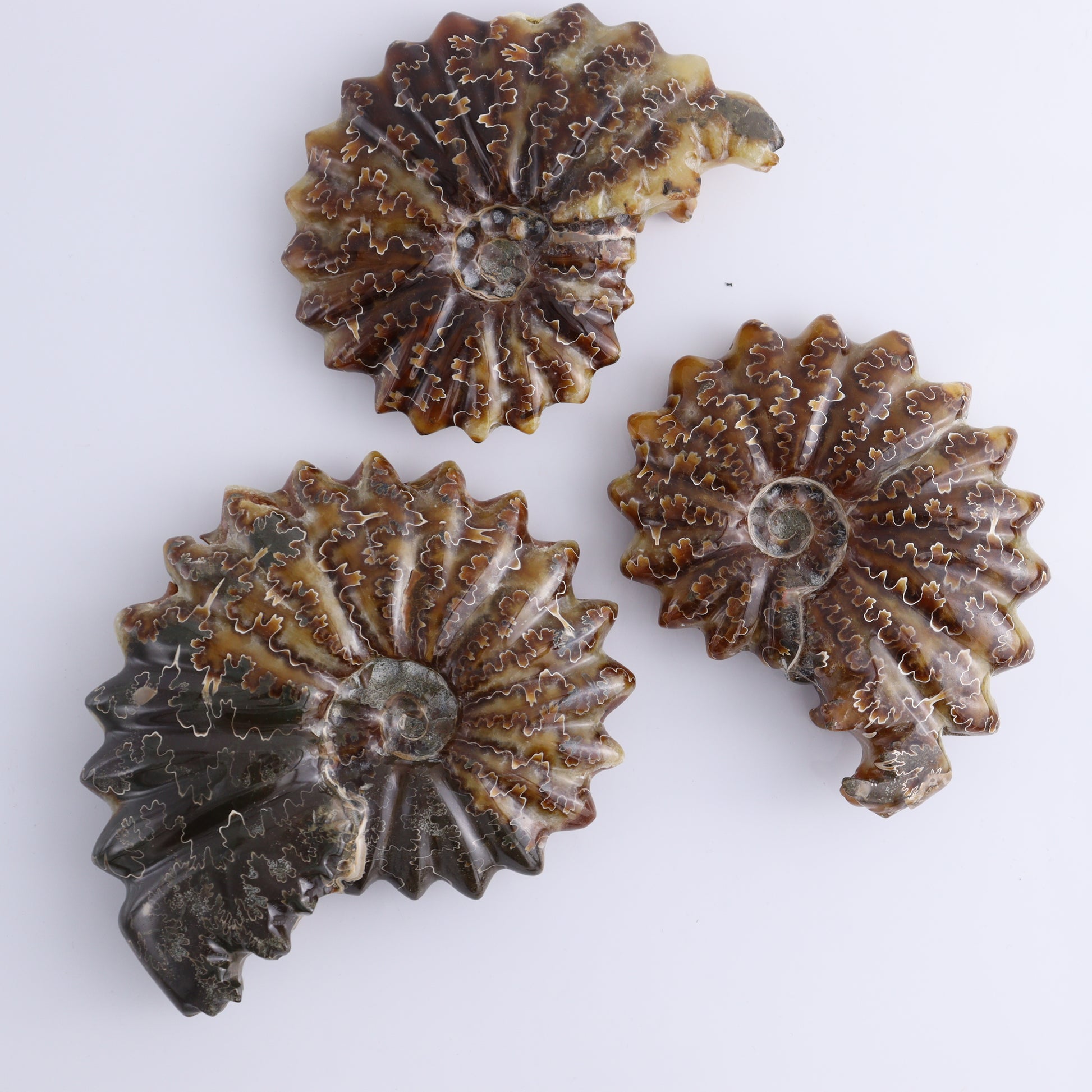 Ammonite Shells Set of 6 - Expert Wholesale and Supplier of Wholesale Crystals & Bulk Gemstones, ["Ammonite","Madagascar","shells"]