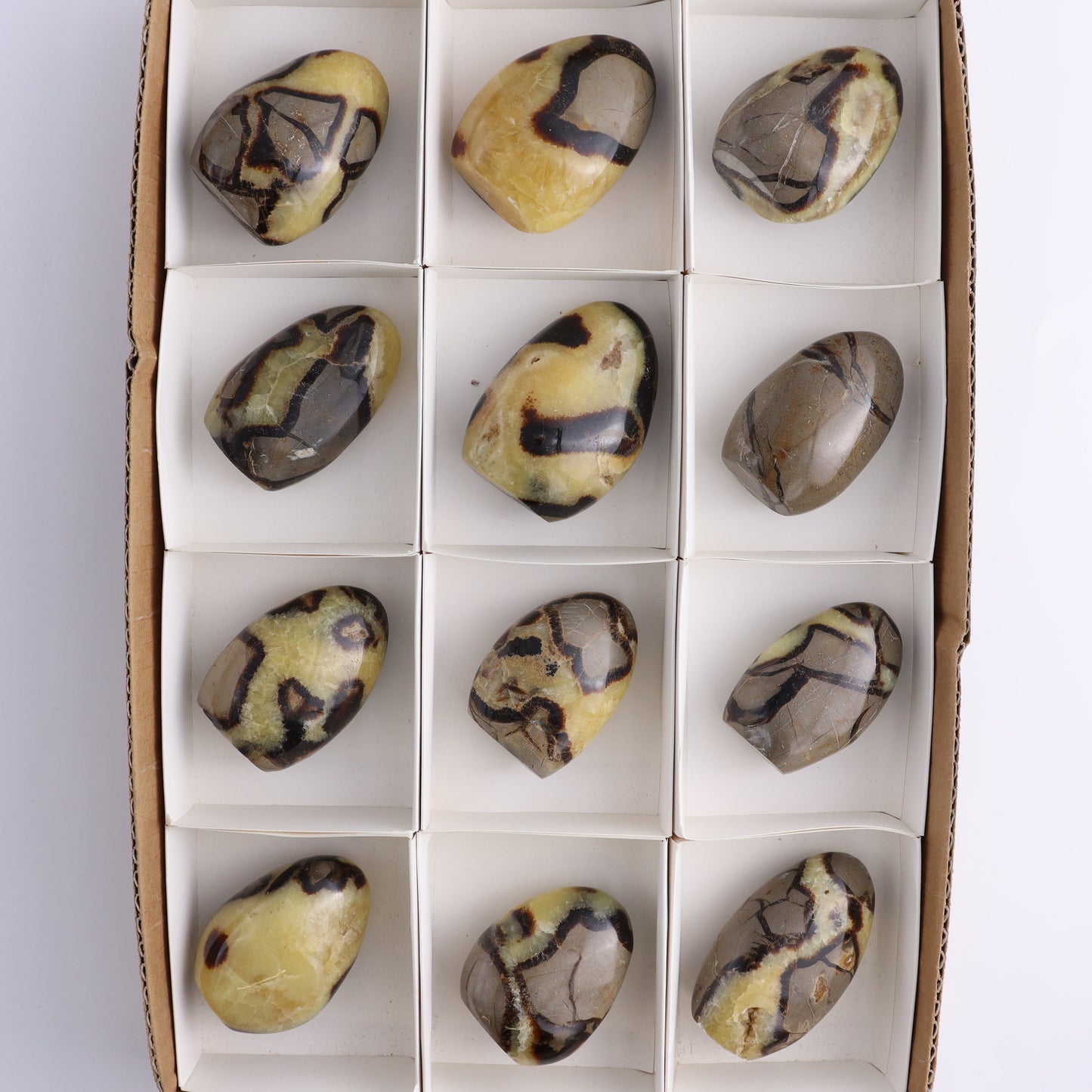 Septarian Freeforms Set of 12 - Expert Wholesale and Supplier of Wholesale Crystals & Bulk Gemstones, ["Freeforms","Madagascar","Septarian"]