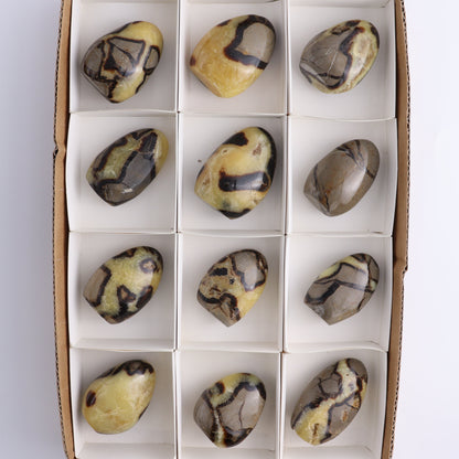 Septarian Freeforms Set of 12 - Expert Wholesale and Supplier of Wholesale Crystals & Bulk Gemstones, ["Freeforms","Madagascar","Septarian"]