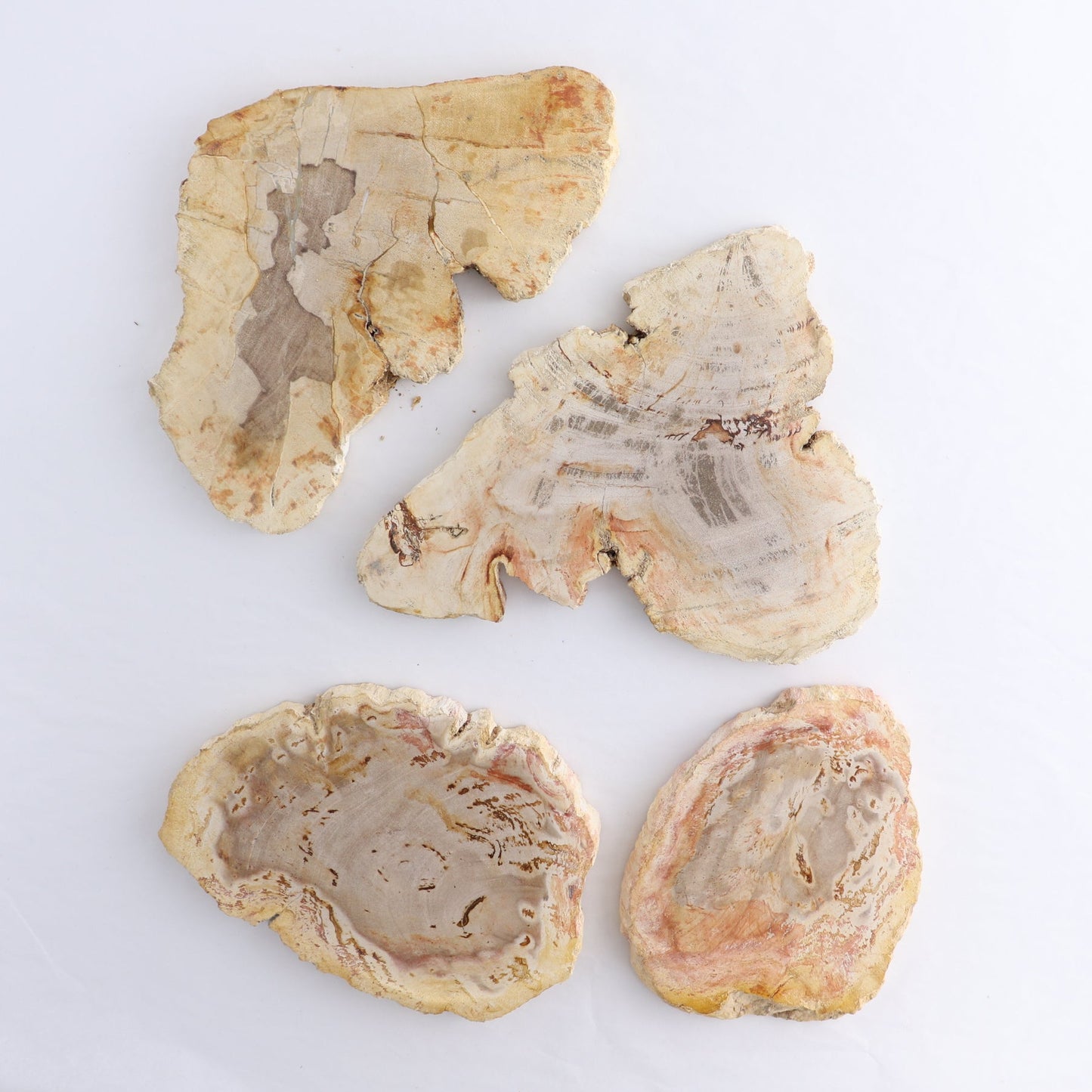 Petrified Wood Slices & Slabs Set of 4