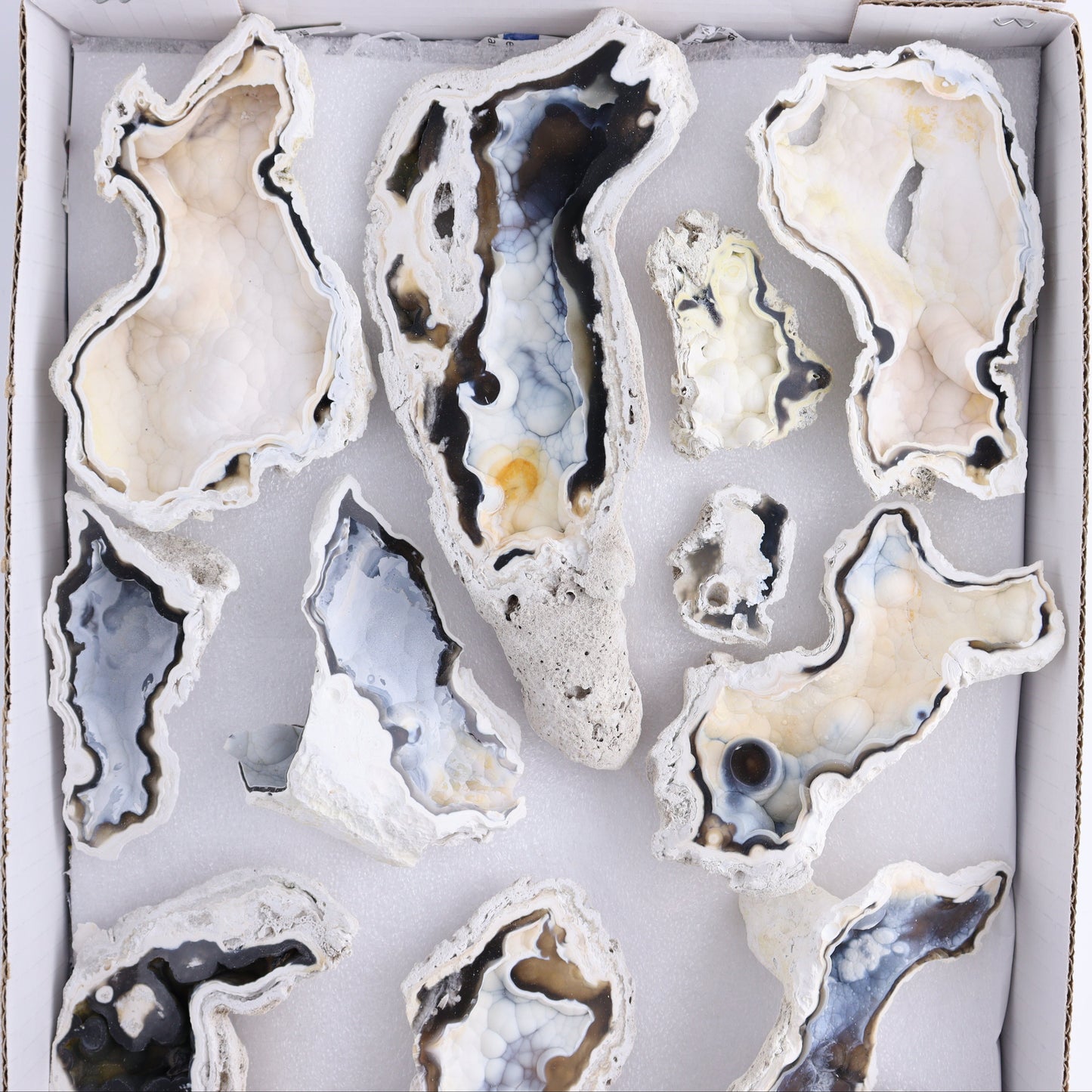 Agatized Coral Flat - Expert Wholesale and Supplier of Wholesale Crystals & Bulk Gemstones, ["Agate","Agatized Coral","Coral","United States"]