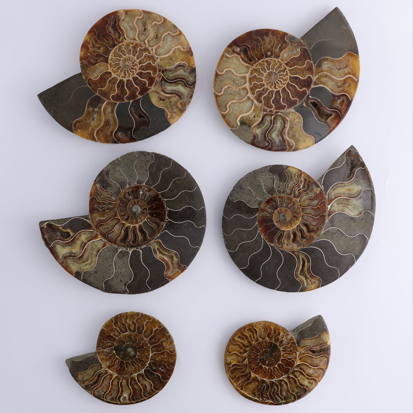 Ammonite Shells Set of 6 - Expert Wholesale and Supplier of Wholesale Crystals & Bulk Gemstones, ["Ammonite","Madagascar","shells"]