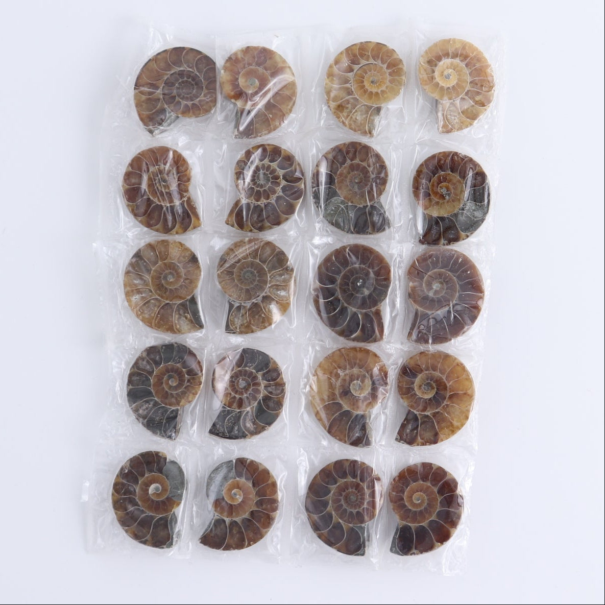 One 10 Pairs Mini Ammonite Set