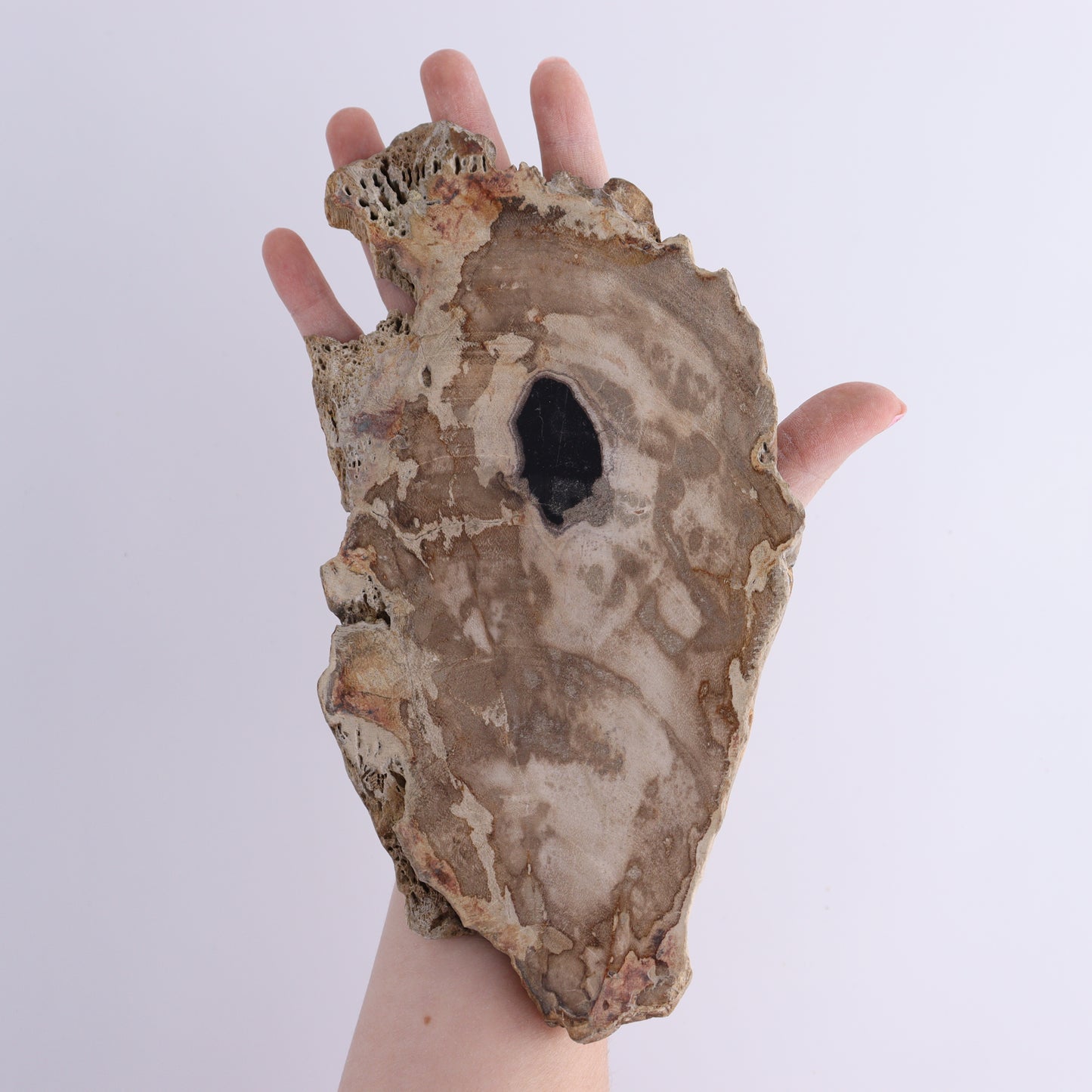 Petrified Wood Slices & Slabs Set of 3 - Expert Wholesale and Supplier of Wholesale Crystals & Bulk Gemstones, ["Freeforms","Indonesia","Petrified Wood","Slices and Slabs"]