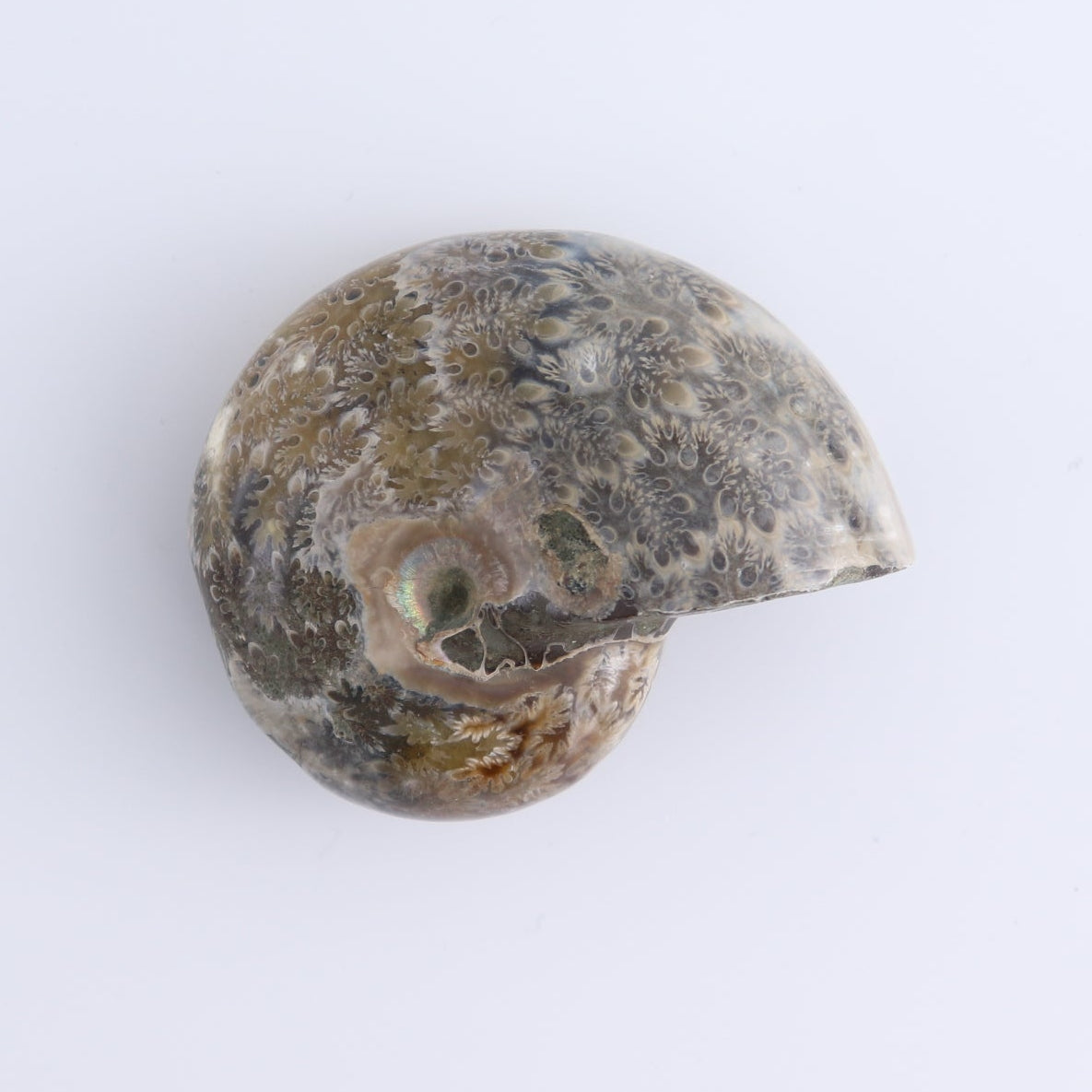 Ammonite Shells Set of 4
