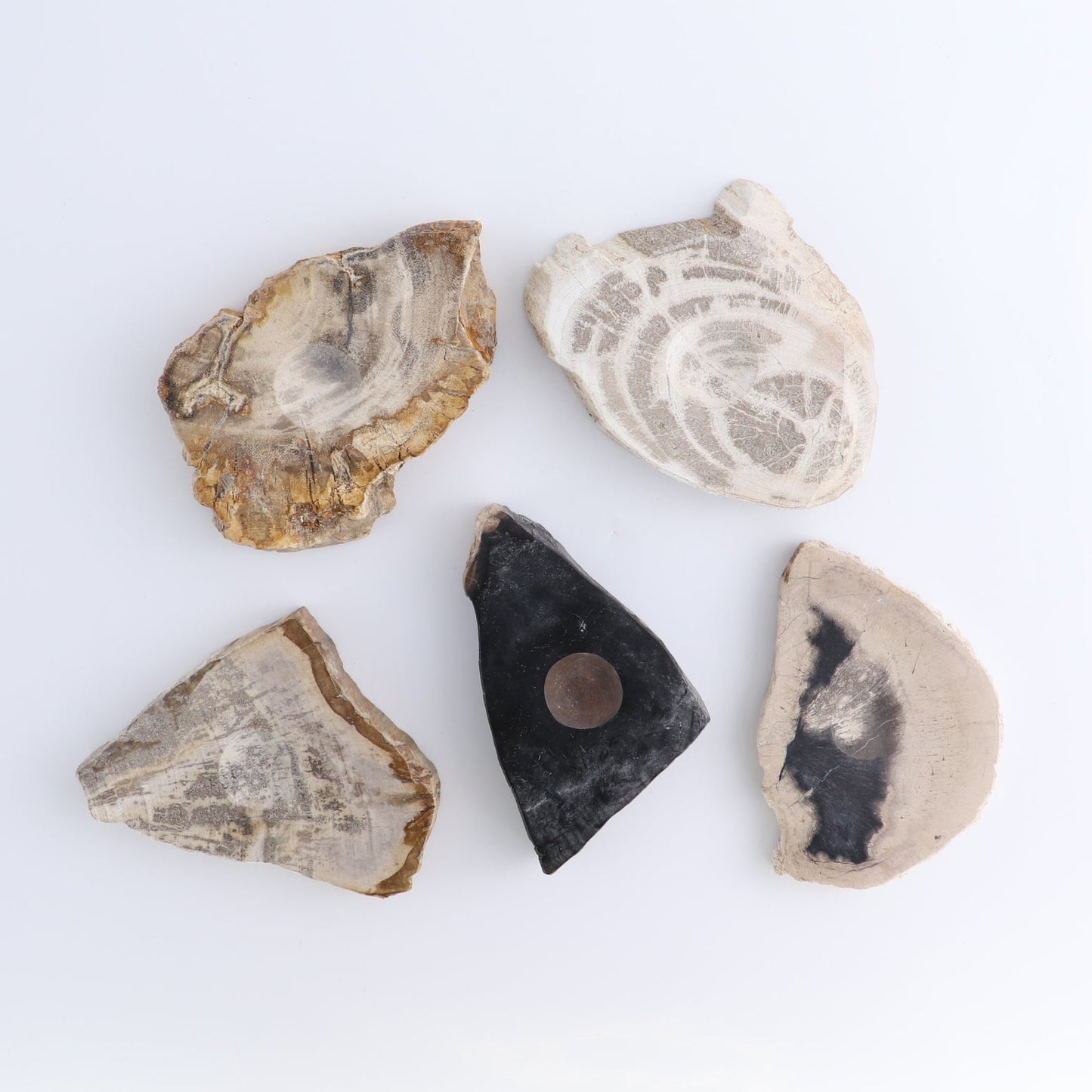 One Petrified Wood Sphere Holder