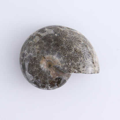 Ammonite Shells Set of 4