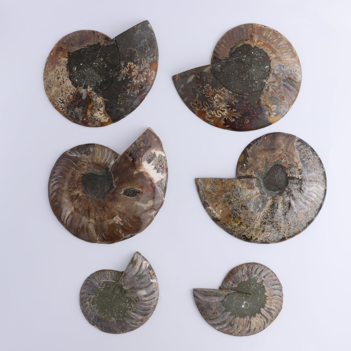Ammonite Shells Set of 6 - Expert Wholesale and Supplier of Wholesale Crystals & Bulk Gemstones, ["Ammonite","Madagascar","shells"]