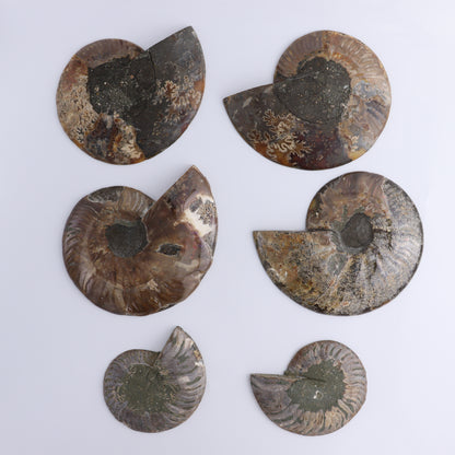 Ammonite Shells Set of 6 - Expert Wholesale and Supplier of Wholesale Crystals & Bulk Gemstones, ["Ammonite","Madagascar","shells"]
