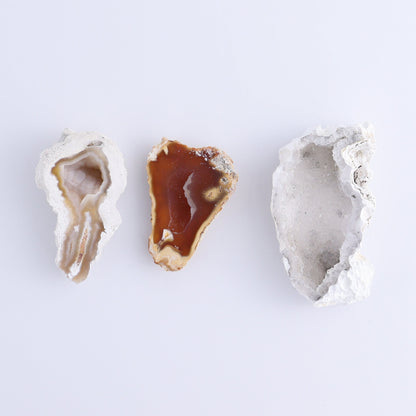 Agatized Coral Flat - Expert Wholesale and Supplier of Wholesale Crystals & Bulk Gemstones, ["Agate","Agatized Coral","Coral","United States"]