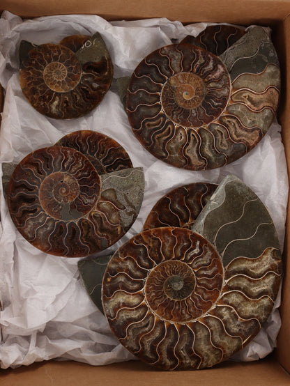 Ammonite Pairs Set of 4