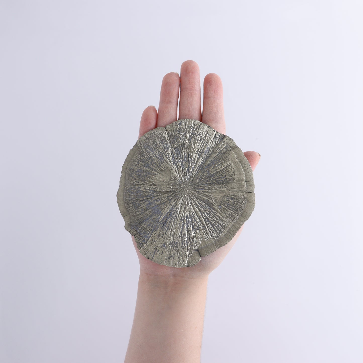 Pyrite Suns Flat of 6 - Expert Wholesale and Supplier of Wholesale Crystals & Bulk Gemstones, ["Pyrite","Suns","United States"]