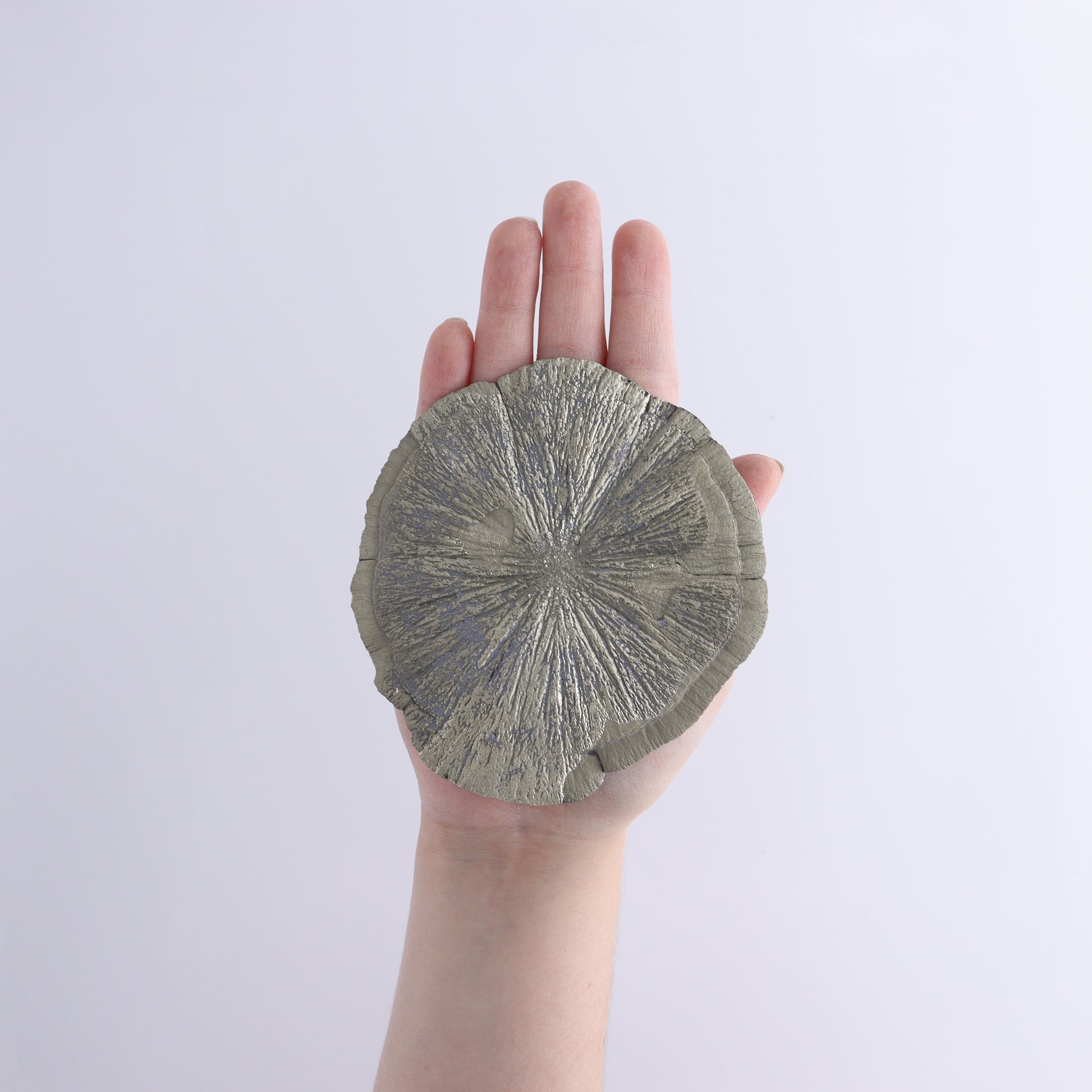 Pyrite Suns Flat of 6 - Expert Wholesale and Supplier of Wholesale Crystals & Bulk Gemstones, ["Pyrite","Suns","United States"]