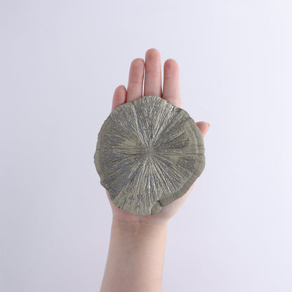 Pyrite Suns Flat of 6 - Expert Wholesale and Supplier of Wholesale Crystals & Bulk Gemstones, ["Pyrite","Suns","United States"]