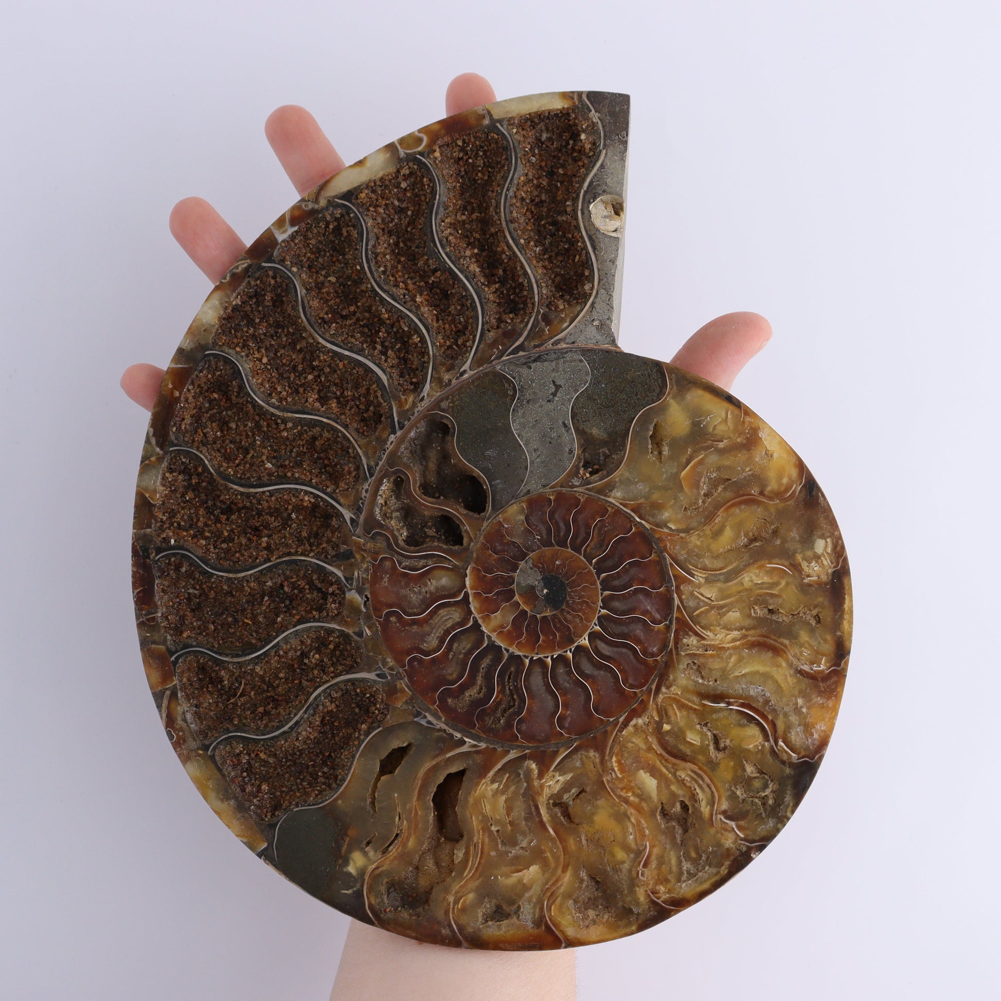 Ammonite Pair - Expert Wholesale and Supplier of Wholesale Crystals & Bulk Gemstones, ["Ammonite","Madagascar","shells"]