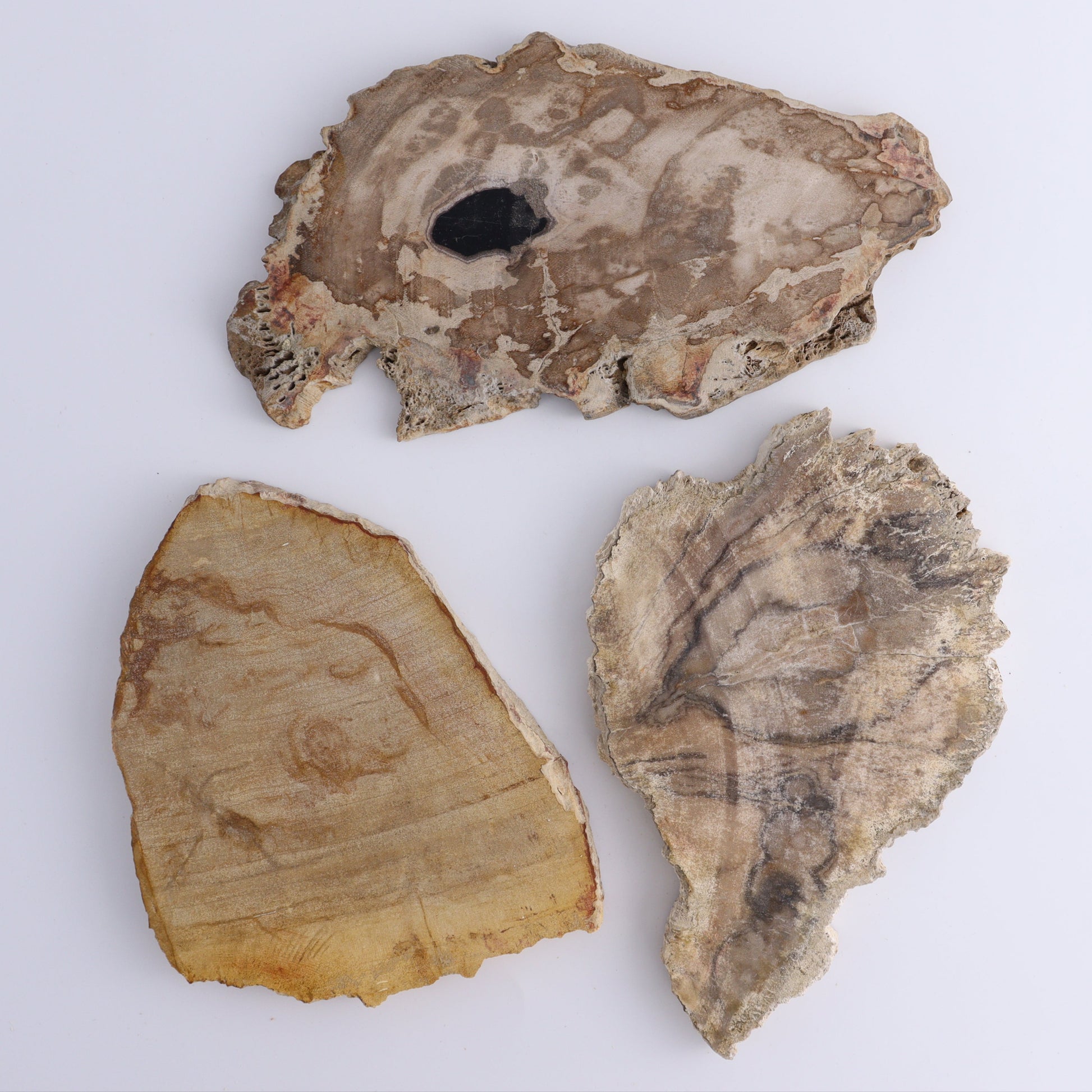 Petrified Wood Slices & Slabs Set of 3 - Expert Wholesale and Supplier of Wholesale Crystals & Bulk Gemstones, ["Freeforms","Indonesia","Petrified Wood","Slices and Slabs"]