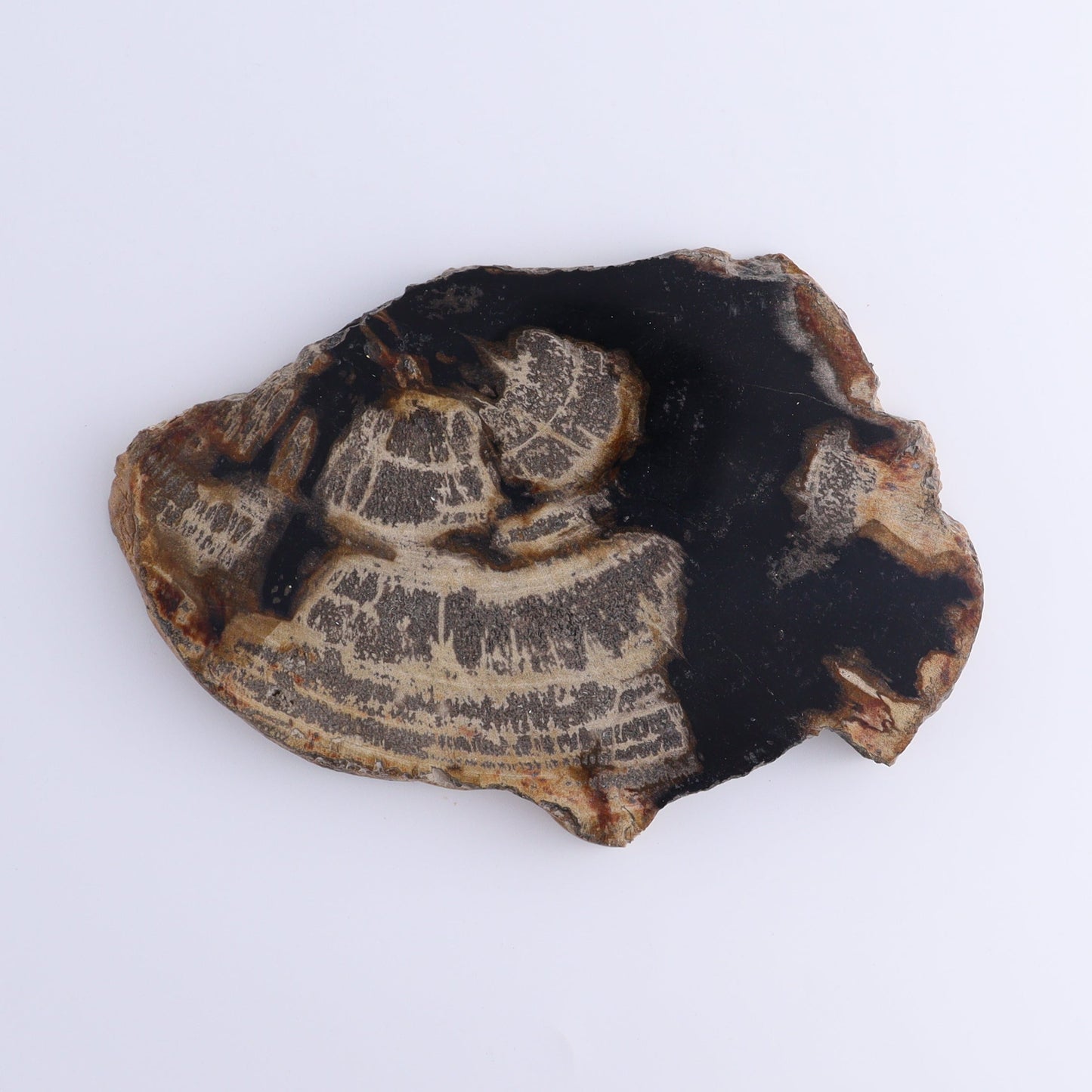 Petrified Wood Slices & Slabs Set of 4 - Expert Wholesale and Supplier of Wholesale Crystals & Bulk Gemstones, ["Freeforms","Indonesia","Petrified Wood","Slices and Slabs"]