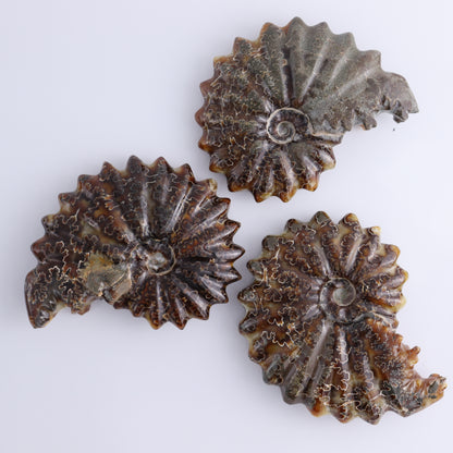 Ammonite Shells Set of 6 - Expert Wholesale and Supplier of Wholesale Crystals & Bulk Gemstones, ["Ammonite","Madagascar","shells"]